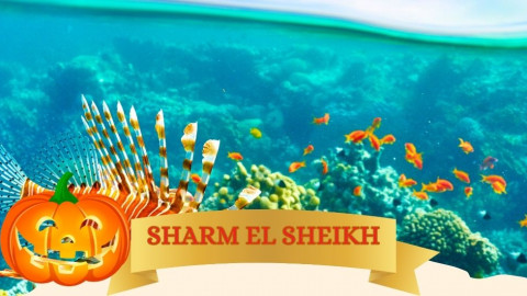 2025 sharm el sheikh festivita bari halloween IN32