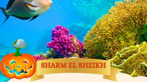 2025 sharm el sheikh festivita milano halloween IN32