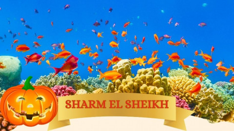 2025 sharm el sheikh festivita napoli halloween IN32