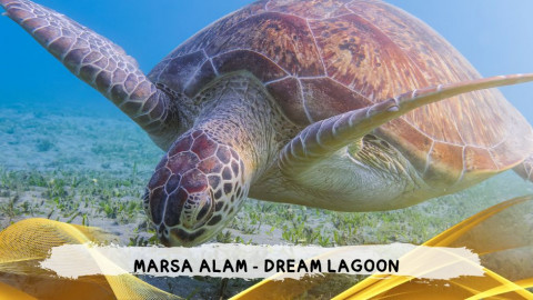2026 marsa alam da roma dream T IN32
