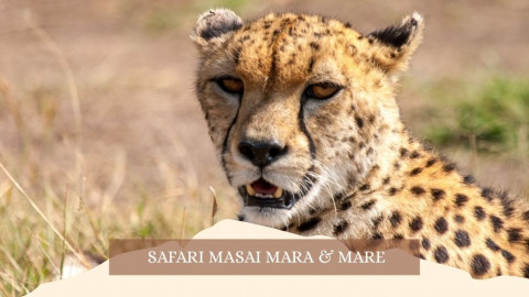 2025 africa masai mara e mare gennaio marzo 26 IN32