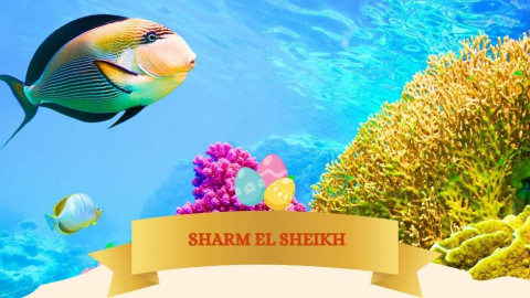 2026 sharm el sheikh T ponti milano IN32