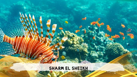 2026 sharm el sheikh da bologna T IN32
