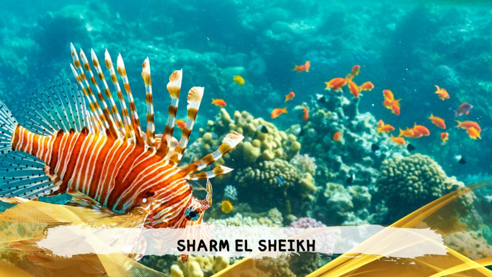 2026 sharm el sheikh da bologna T IN32